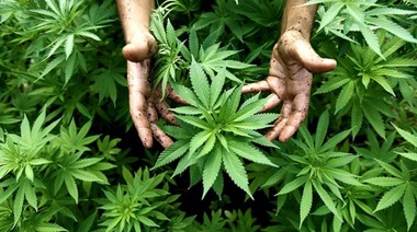 El cannabis “va a dejar más rentas que el litio y que la energía solar” aseguró el gobernador de Jujuy