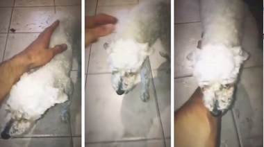 El video de la perrita caniche toy recuperándose luego del violento ataque en La Plata