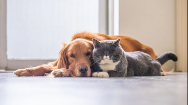 La Plata: se aprobó un proyecto para la castración gratuita de animales