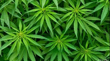 Según un informe más del 82.4% de los usuarios consume cannabis fuera del uso medicinal