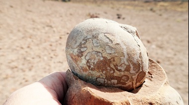 Obtienen el primer registro de comportamiento social complejo en una especie primitiva de dinosaurio