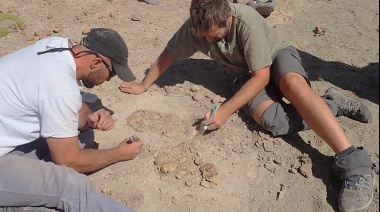 Obtienen el primer registro de comportamiento social complejo en una especie primitiva de dinosaurio