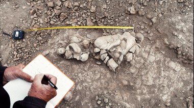 Obtienen el primer registro de comportamiento social complejo en una especie primitiva de dinosaurio