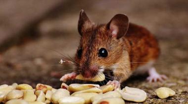 Ante la muerte de un platense por Hantavirus, piden tomar medidas para su prevención