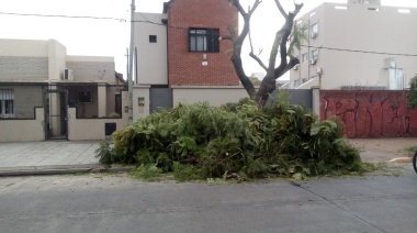 La Plata: lanzan una campaña contra la “mutilación sistemática” de árboles en las podas municipales