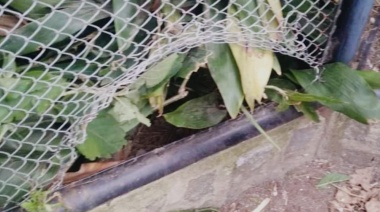 Uno de los monos alojados en el predio del ex zoológico fue robado