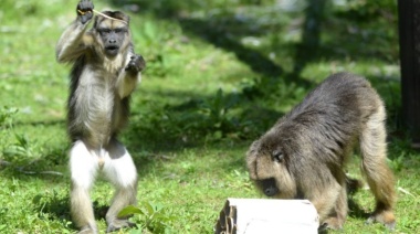 Se robaron una mona del ex zoo de La Plata y piden recompensa