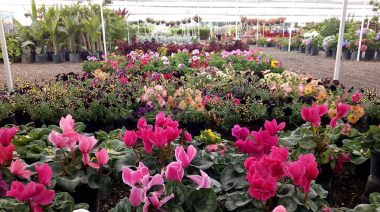 "La Plata en Flor 2024": una expo feria para celebrar a la Capital Provincial de la Flor