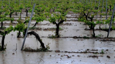 El Gobierno declaró la emergencia agropecuaria en Buenos Aires y San Juan