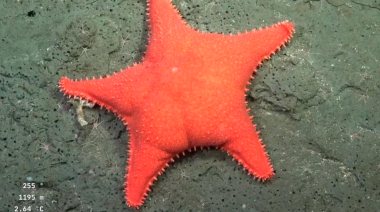 Nuevo stream del Conicet explora cañones submarinos en Patagonia