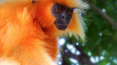 El langur dorado se extinguió en una isla de India y la especie se encuentra bajo amenaza crítica