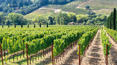 Un vino argentino, el mejor del año entre los 100 destacados del mundo