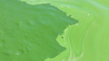 Ante la inusual presencia de algas, se suspende el envío de agua desde la Planta Potabilizadora de Punta Lara