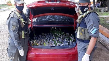 Rescatan 216 loros habladores que eran transportados para contrabando en un baúl