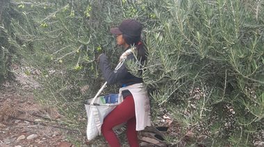 Trata de personas y trabajo infantil en el norte: rescatan a más de 100 trabajadores en “condiciones infrahumanas”