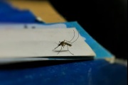 Explicación de especialistas del CONICET por la invasión de mosquitos a pesar del intenso frío
