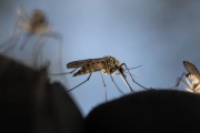 Aumentan a casi 800 los casos de dengue en La Plata tras el temporal