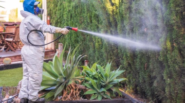 Detectan al mosquito del dengue en Santa Fe y alertan a reforzar la prevención en La Plata