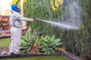 Detectan al mosquito del dengue en Santa Fe y alertan a reforzar la prevención en La Plata