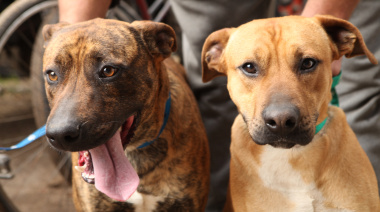 Atención veterinaria gratuita en Gorina y El Rincón: llegan jornadas de vacunación antirrábica y castración