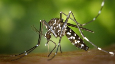 Declaran brote de dengue en La Plata