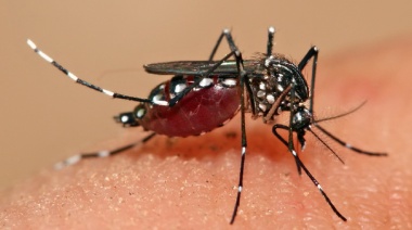 Dengue y la chikungunya: ¿Cuál es la situación epidemiológica y cómo erradicarlas?