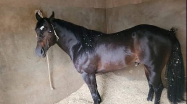 Confirman segundo caso de encefalitis equina en La Plata