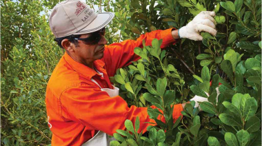 La zafra de yerba mate cayó crisis en el sector productivo este año