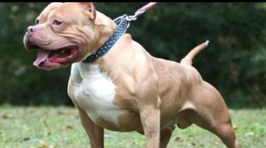 Señor enfurecido mata al perro de su vecina: fue detenido