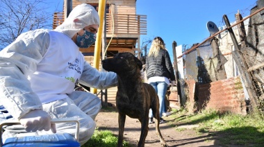 La Municipalidad de La Plata convoca médicos veterinarios y auxiliares para realizar castraciones de perros y gatos