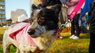 Continúa la vacunación antirrábica y desparasitación de perros y gatos en la región oeste de La Plata