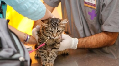 Durante toda la semana, vecinos de Ringuelet y Olmos podrán vacunar a sus mascotas