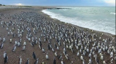 Llegan los primeros pingüinos a Chubut y se abre al turismo la reserva de Punta Tombo