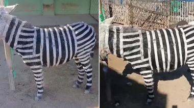 Un zoológico en China pintó burros para hacerlos pasar por cebras