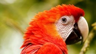 Trabajo en conjunto para reproducir un animal extinto en la Argentina