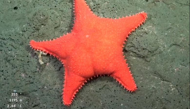 Nuevo stream del Conicet explora cañones submarinos en Patagonia