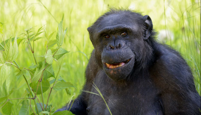 Murió Tomy, el histórico chimpancé del Bioparque platense