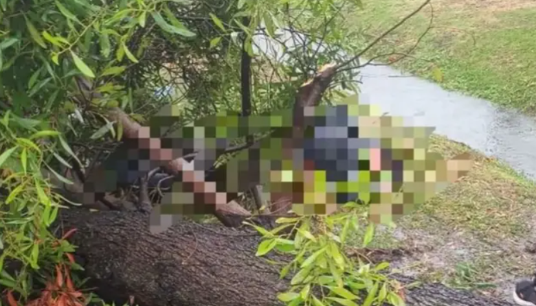 Un árbol cayó en plena tormenta y dejó a una mujer herida en Los Hornos