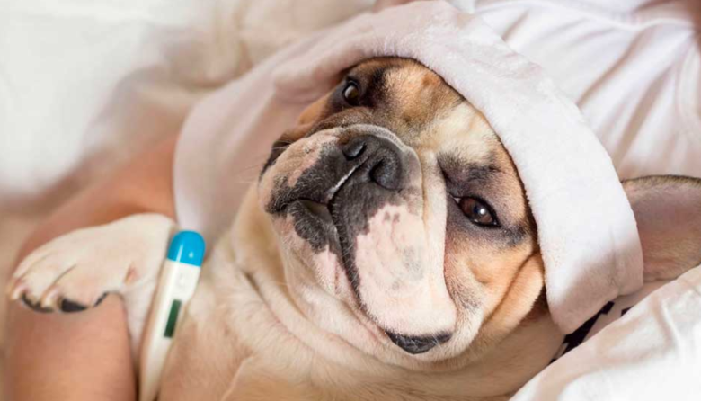 Italia aprueba licencias pagas para cuidar mascotas enfermas: hasta tres días al año con certificado veterinario