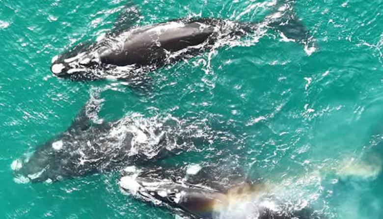 Ya no hace falta viajar al sur: las ballenas sorprenden en las costas bonaerenses