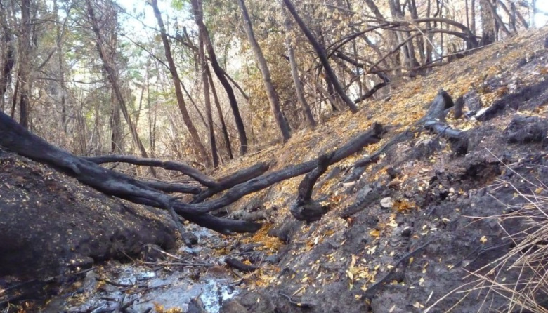 Determinan el impacto de los incendios forestales en los cuerpos de agua
