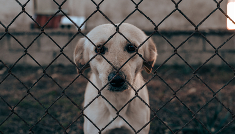 El maltrato animal como alarma social: El CVPBA llama a un cambio de perspectiva ética, psicológica y educativa