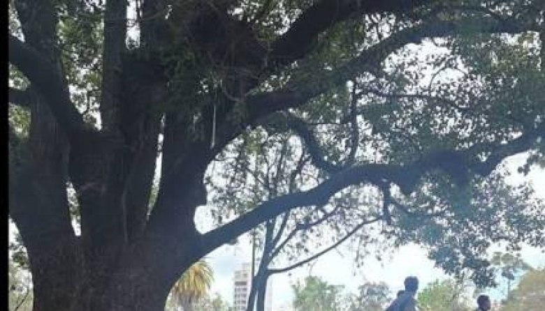 Conmoción por un macabro hallazgo en Parque Saavedra
