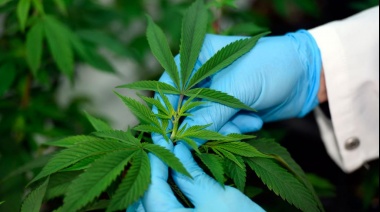 Según un informe más del 82.4% de los usuarios consume cannabis fuera del uso medicinal