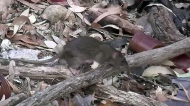 Quiso exterminar las ratas de su terreno y casi provoca un incendio masivo