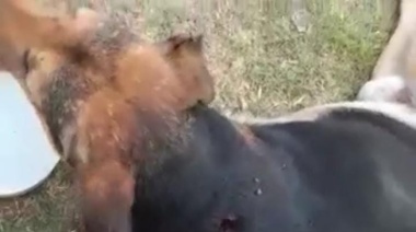 Rescataron un perro callejero que tenía atravesada de lado a lado una flecha