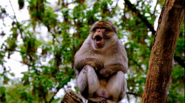 Se robaron una mona del ex zoo de La Plata y piden recompensa