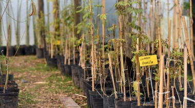 Entregarán árboles nativos en el Parque Ecológico: ¿Qué día y cómo conseguirlos?