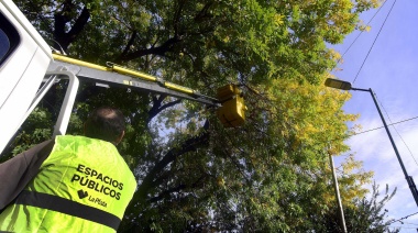 Inició la época de poda, con más de 2.500 pedidos de vecinos platenses