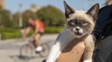 Esta semana habrá jornadas veterinarias gratuitas en diferentes barrios de La Plata